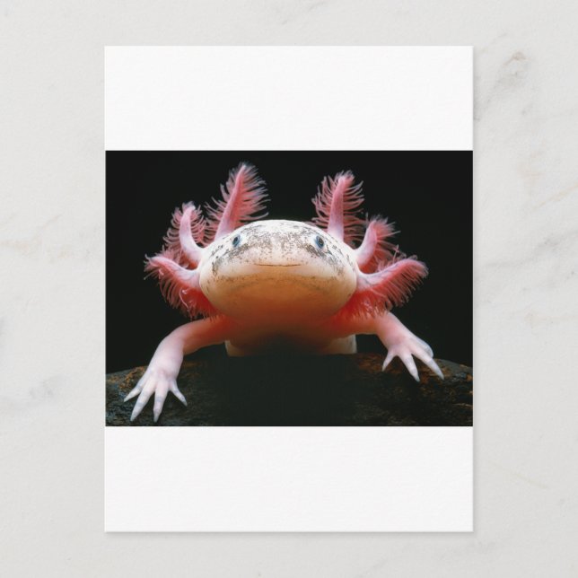 Carte Postale Axolotl Axolotl.png (Devant)