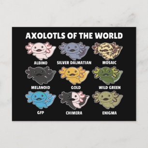 Carte Postale Axolotls Du Monde Sweet Animaux Axolotl Post