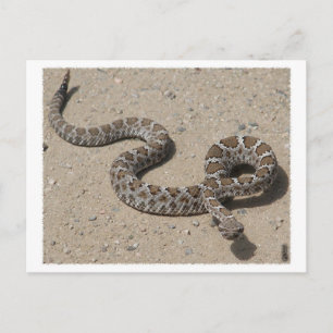 Carte Postale AZ Black Rattlesnake (Ne cliquez pas si squeemish)