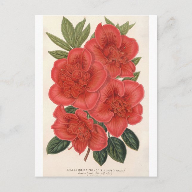 Carte Postale Azalea (Indica) Francois Devos par Charles Lemaire (Devant)