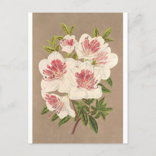 Carte Postale Azalea (indica) Reine des Pays-Bas par Lemaire