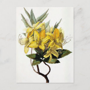 Carte Postale "Azalea Pontica" Vintage Flower Illustration