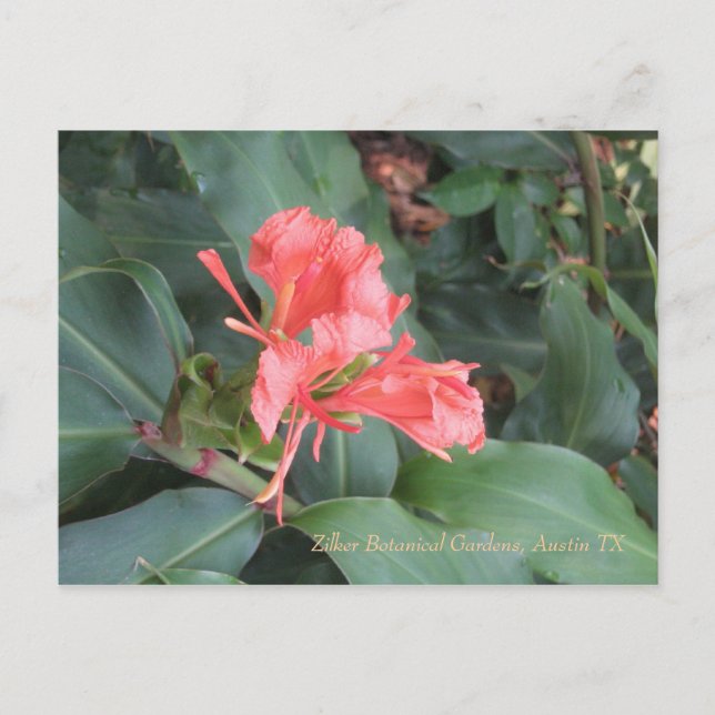 Carte Postale Azalea, Zilker Botanical Gardens, Austin TX (Devant)