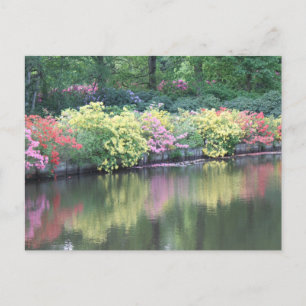 Carte Postale Azaleas