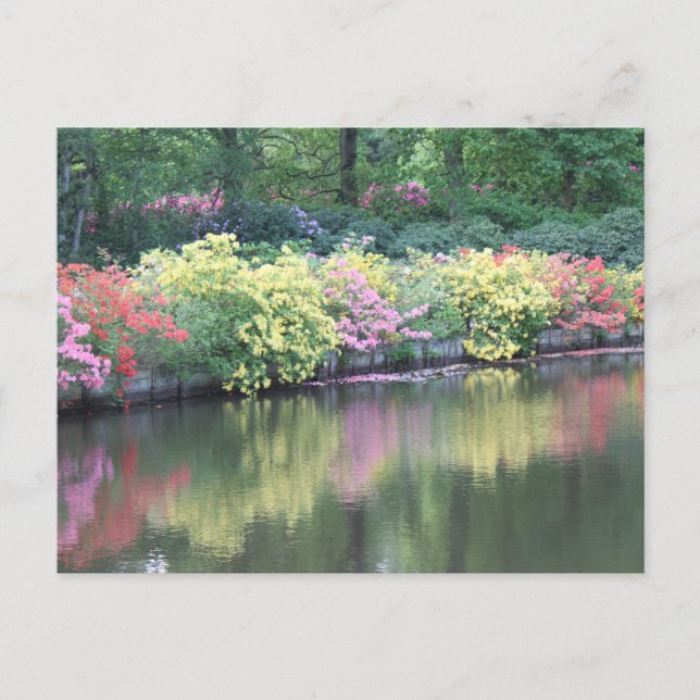 Carte Postale Azaleas (Devant)