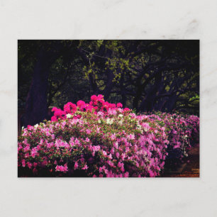 Carte Postale Azaleas