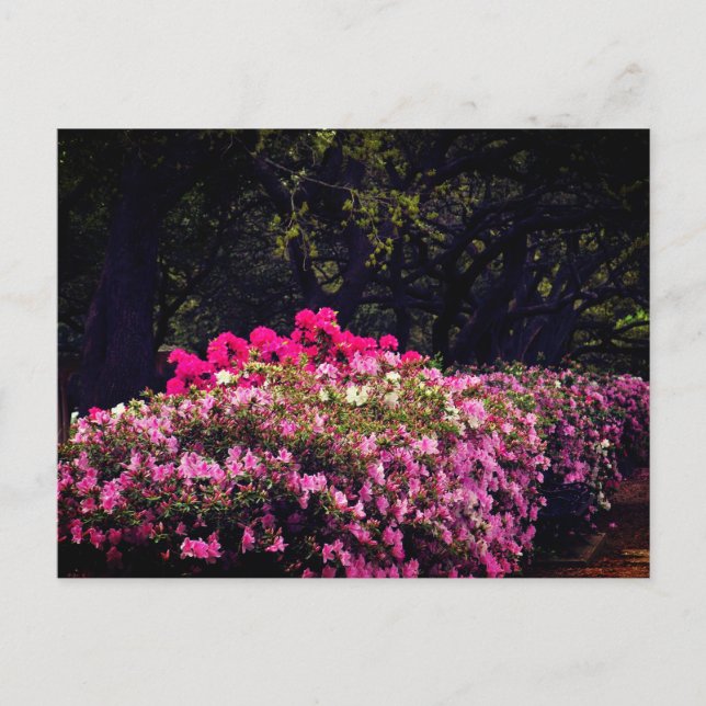 Carte Postale Azaleas (Devant)