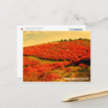 Azaleas at Mount Katsuragi ポストカード