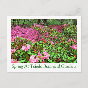 carte postale AZALEAS ET RHODODENDRON À TOLEDO BOT