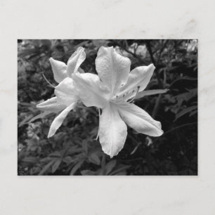 Carte Postale Azaleas / Rhododendrons en B&W