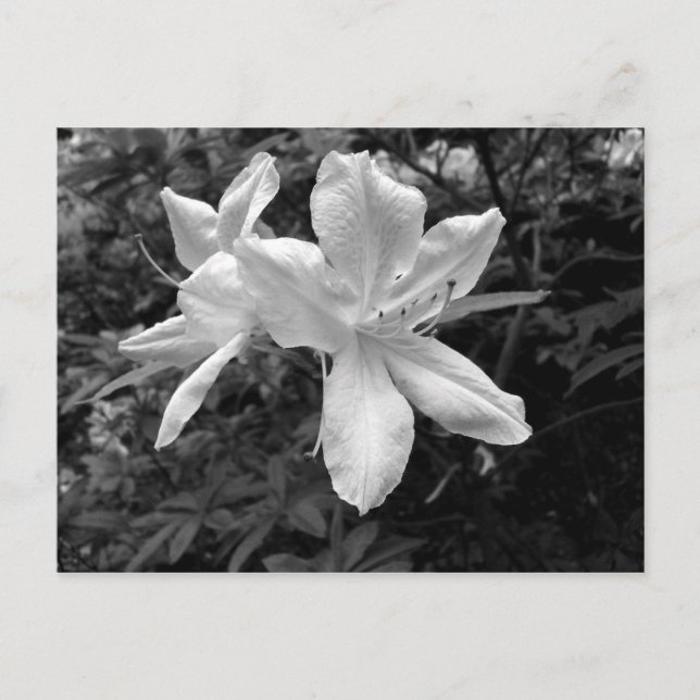 Carte Postale Azaleas / Rhododendrons en B&W (Devant)
