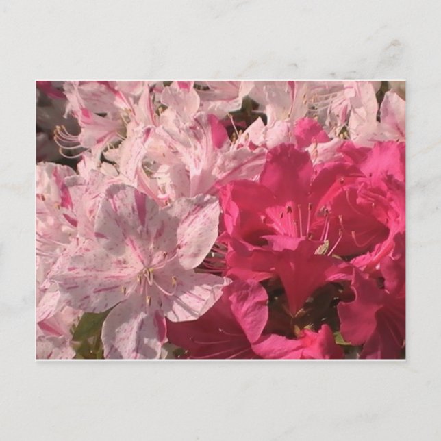 Carte Postale Azalées roses (Devant)