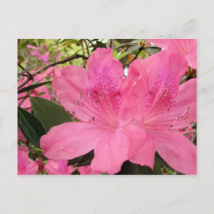 Carte Postale Azalées roses chaudes