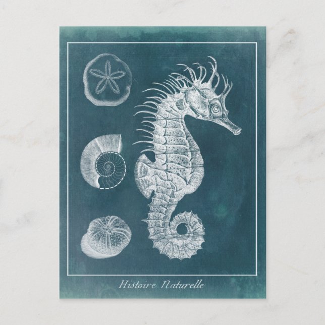 Carte Postale Azure Seahorse Study I (Devant)