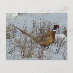 Carte Postale B23 Faisan à collier dans la neige