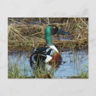 Carte Postale B26 Canard souchet mâle