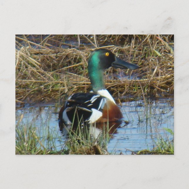 Carte Postale B26 Canard souchet mâle (Devant)
