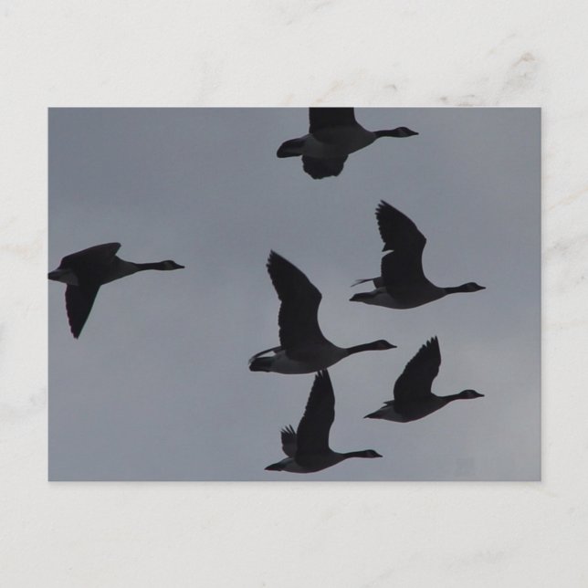 Carte Postale B46 Oies canadiennes en vol (Devant)
