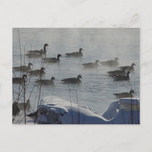 Carte Postale B49 Bernaches du Canada sur une rivière gelée