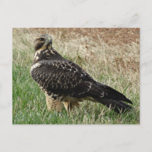 Carte Postale B52 Buse de Swainson