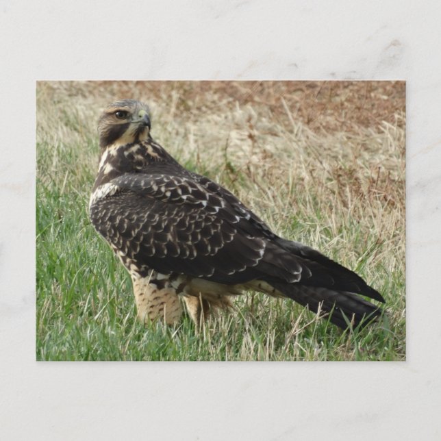 Carte Postale B52 Buse de Swainson (Devant)