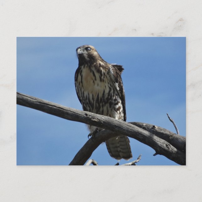 Carte Postale B54 Buse de Swainson (Devant)