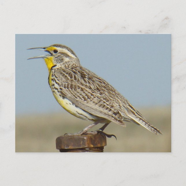Carte Postale B6 Ouest Meadowlark (Devant)