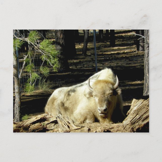 Carte Postale B E A R I Z O N Bison Blanc (Devant)
