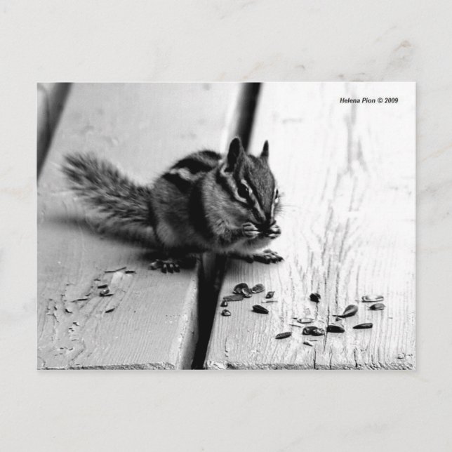 Carte Postale B&W Chipmunk Squirrel Postcard (Devant)