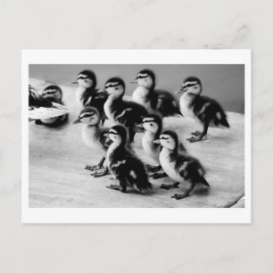 Carte postale B&W Ducklings