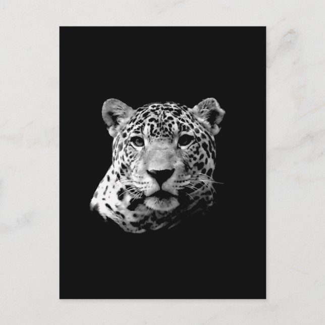 Carte Postale B&W Jaguar (Devant)