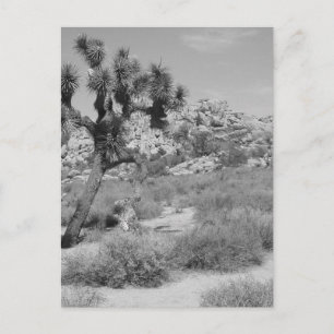 Carte Postale B&W Joshua Tree National Park 3