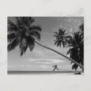 Carte Postale B&W Palm 3