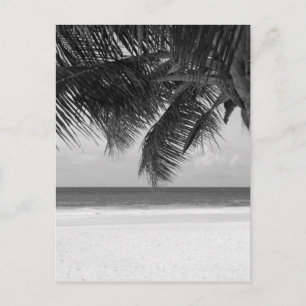 Carte Postale B&W Palm 7