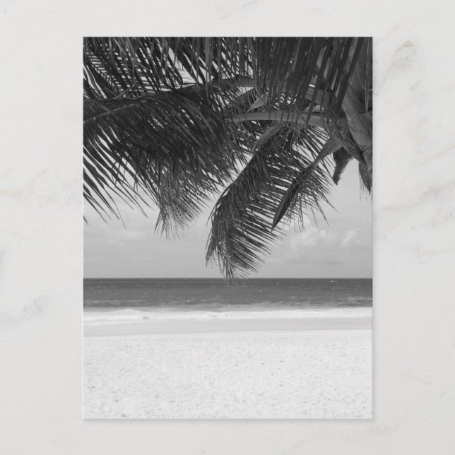 Carte Postale B&W Palm 7 (Devant)