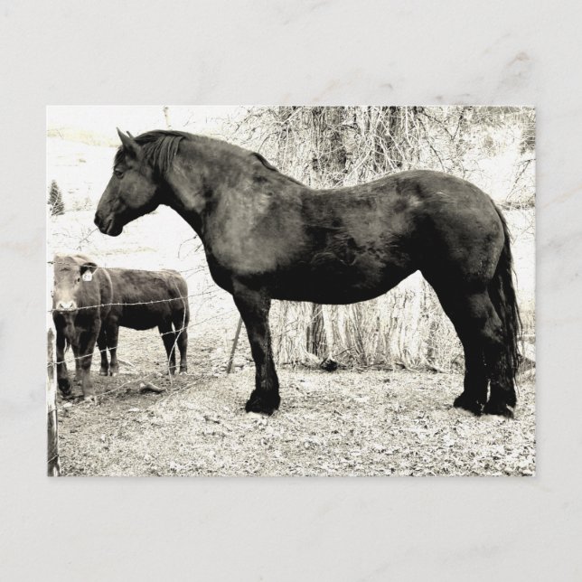 Carte Postale B&W Percheron Mare (Devant)