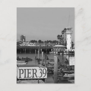 Carte Postale B&W Pier 39 Lions de Mer