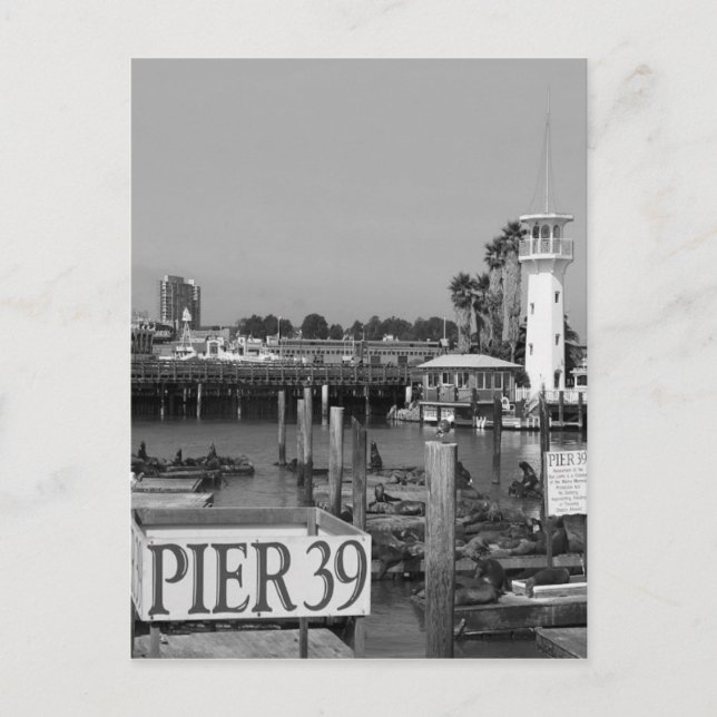 Carte Postale B&W Pier 39 Lions de Mer (Devant)