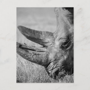 Carte Postale B&W Rhinoceros