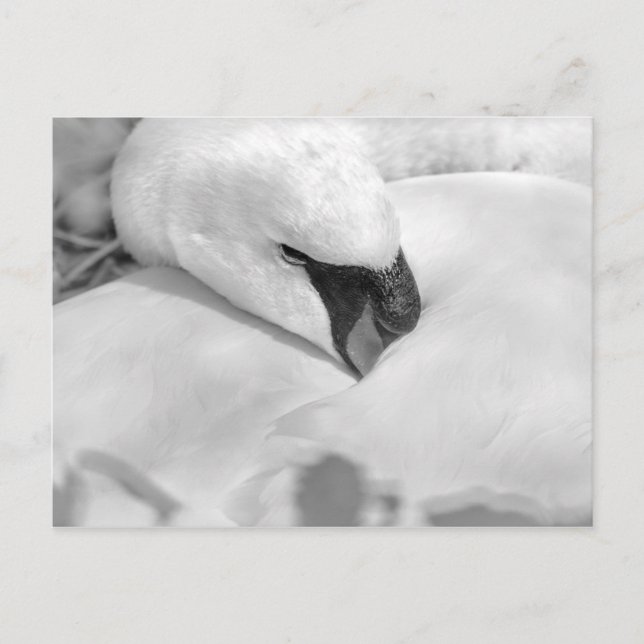 Carte Postale B&W Swan (Devant)