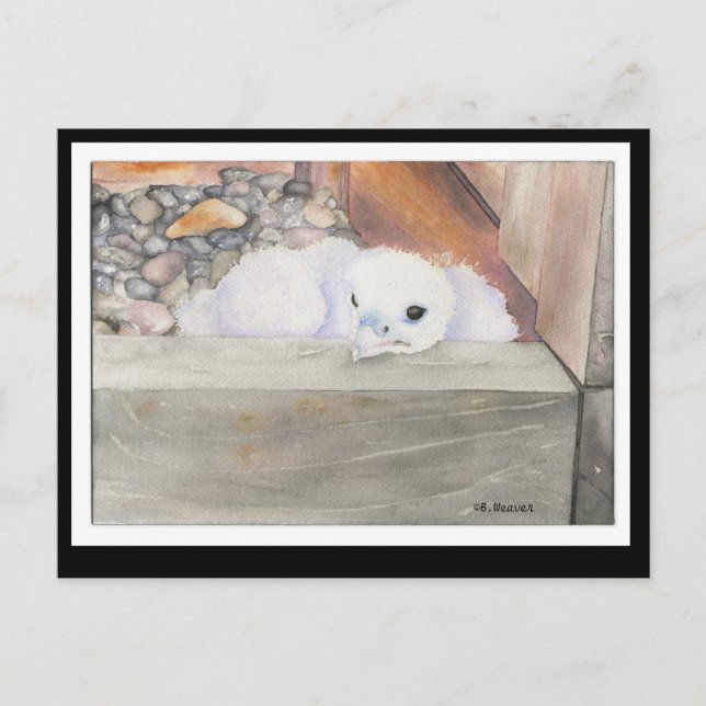 Carte postale B.Weaver Orion (Devant)