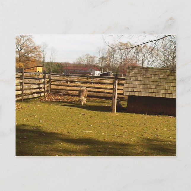 Carte Postale Baaa! (Devant)