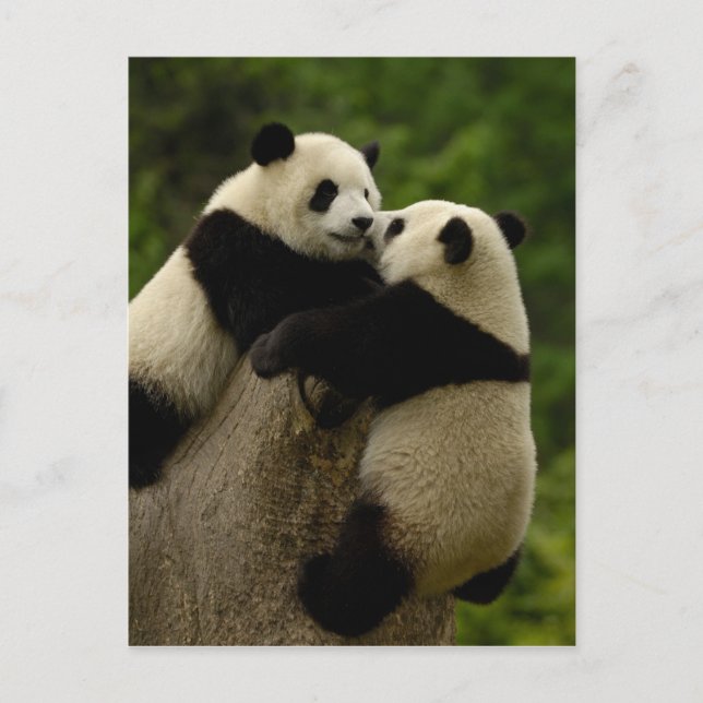 Carte Postale Babies panda géantes (Ailuropoda melanoleuca) (Devant)