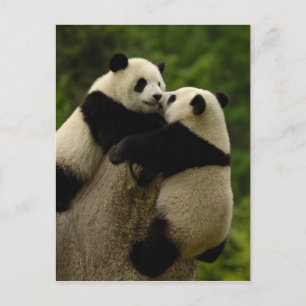 Carte Postale Babies panda géantes (Ailuropoda melanoleuca)