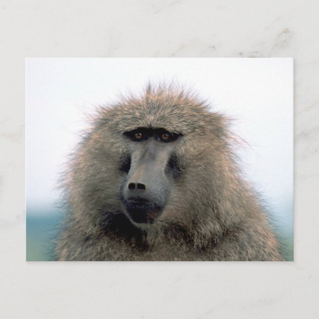 Carte Postale Baboon (Devant)
