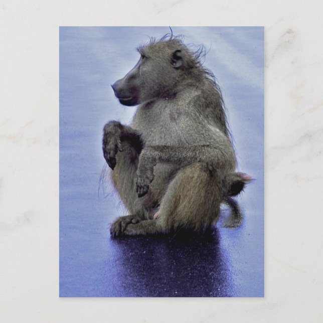 Carte Postale Baboon assis (Devant)