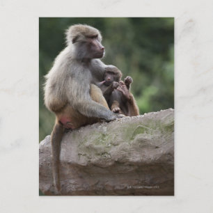 Carte Postale Baboon mère allaitant sa jeune