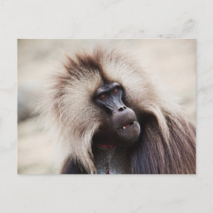 Carte Postale Babouin gelada, Éthiopie