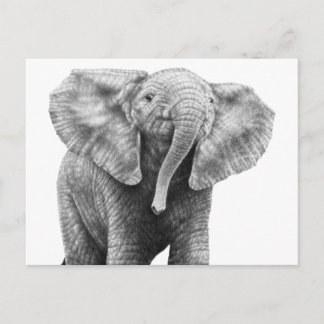 Carte postale Baby African Elephant