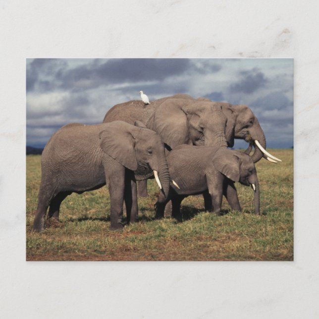 Carte Postale Baby African Elephant avec famille (Devant)